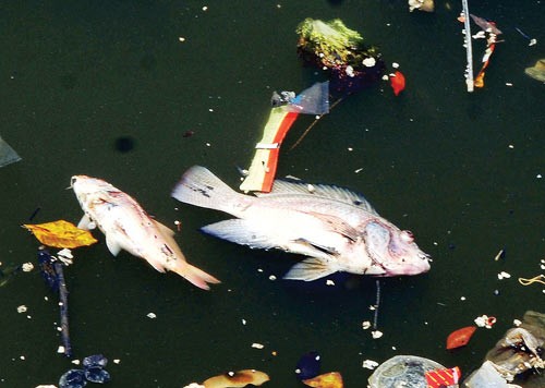 (Illustrative photo: SGGP)